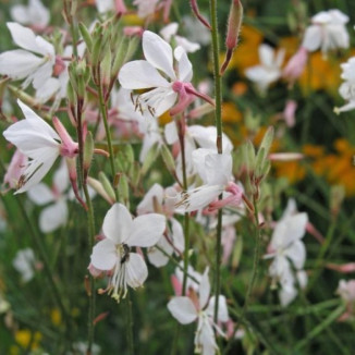 Gaura lindheimeri Gaura...