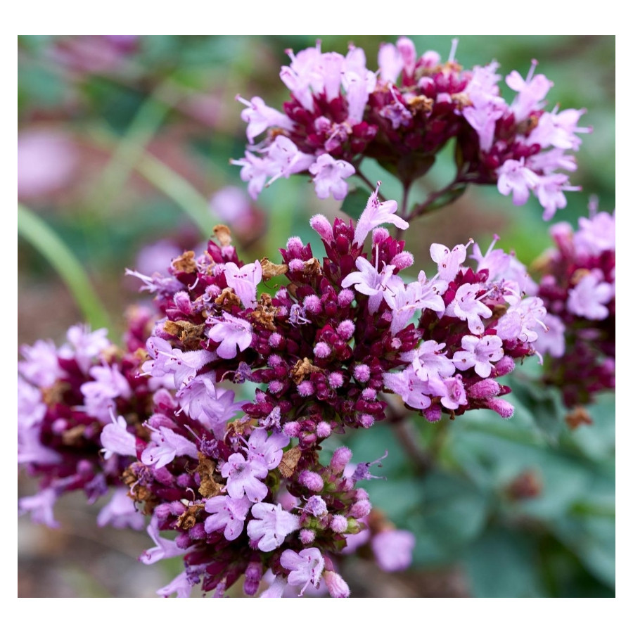 Origanum leavigatum Rosenkuppel Lebiodka