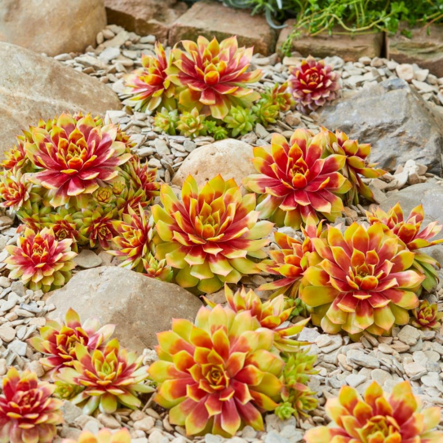 Sempervivum Chick Charms R Gold Nugget PBR EU rojnik