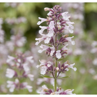 Nepeta grandiflora Dawn to...