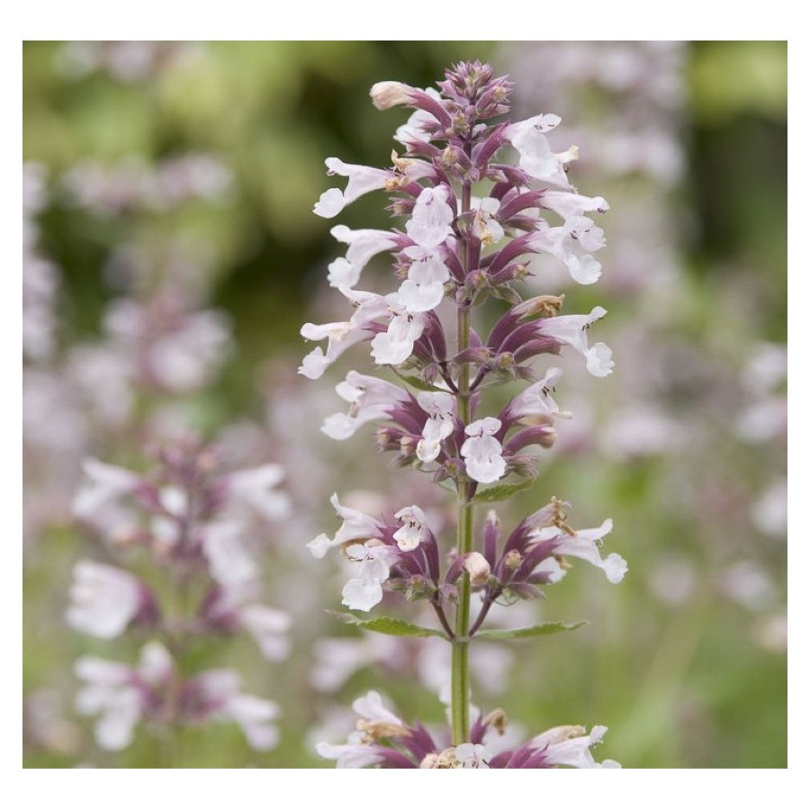 Nepeta grandiflora Dawn to Dusk Kocimiętka wielkokwiatowa