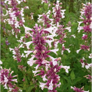 Nepeta grandiflora Dawn to...