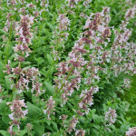 Nepeta grandiflora Dawn to Dusk Kocimiętka wielkokwiatowa