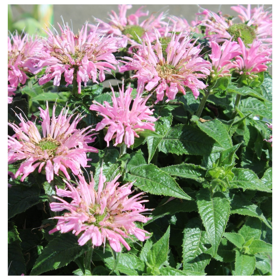 Monarda Sugar Buzz Pink Frosting Pysznogłówka