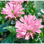 Monarda Sugar Buzz Pink Frosting Pysznogłówka