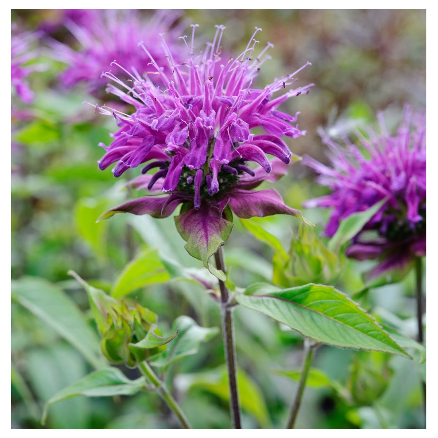 Monarda hybrida Blaustrumpf Pysznogłówka