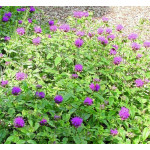 Monarda hybrida Blaustrumpf Pysznogłówka