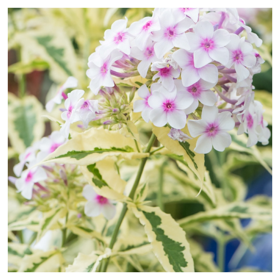 Phlox paniculata Norah Leigh Floks wiechowaty