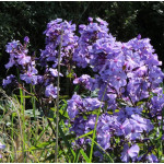 Phlox paniculata Blue Paradise Floks wiechowaty