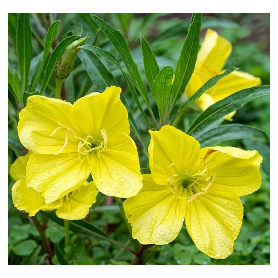 Oenothera macrocarpa Missouriensis Wiesiołek missouryjski