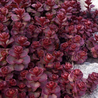 Sedum spurium Voodoo Rozchodnik kaukaski- Rośliny od Ogrodnika Szkółka Barcikowscy