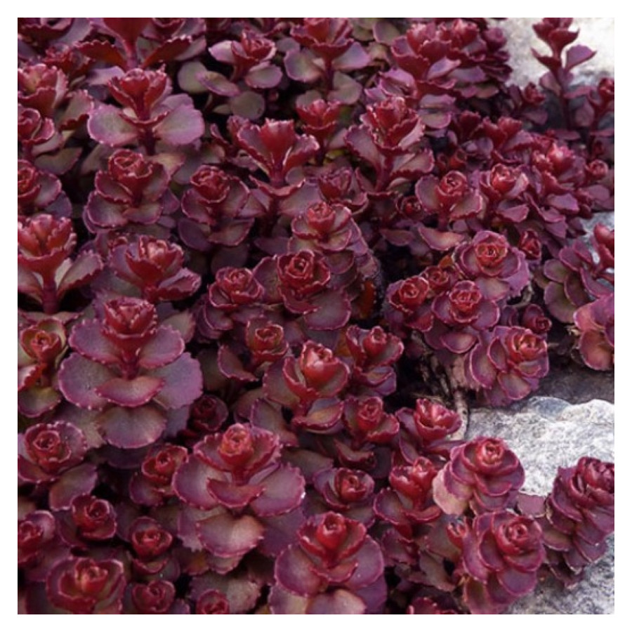 Sedum spurium Voodoo Rozchodnik kaukaski- Rośliny od Ogrodnika Szkółka Barcikowscy