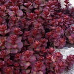Sedum spurium Voodoo Rozchodnik kaukaski- Rośliny od Ogrodnika Szkółka Barcikowscy