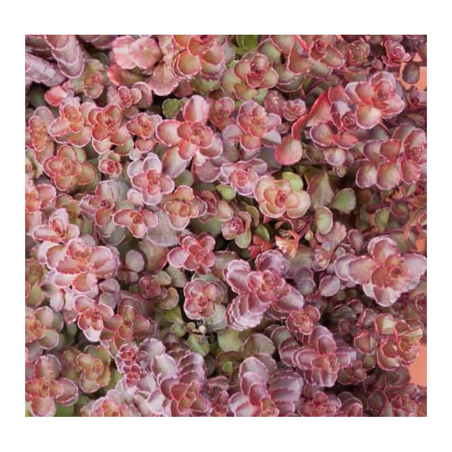 Sedum spurium Voodoo Rozchodnik kaukaski- Rośliny od Ogrodnika Szkółka Barcikowscy