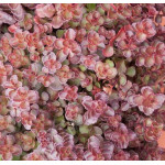 Sedum spurium Voodoo Rozchodnik kaukaski- Rośliny od Ogrodnika Szkółka Barcikowscy