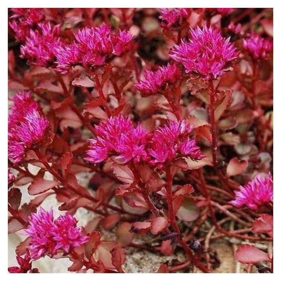 Sedum spurium Voodoo Rozchodnik kaukaski- Rośliny od Ogrodnika Szkółka Barcikowscy