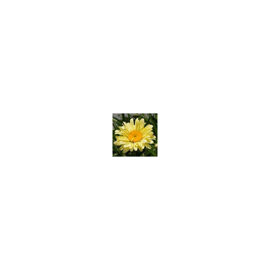 Leucanthemum maximum Sweet Daisy Izabel Złocień Nowość 2024