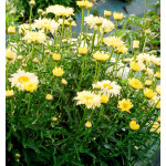 Leucanthemum maximum Sweet Daisy Izabel Złocień Nowość 2024