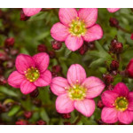 Saxifraga arendsii Floral Carpet/Blutenteppich Skalnica Arendsa