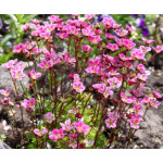 Saxifraga arendsii Floral Carpet/Blutenteppich Skalnica Arendsa