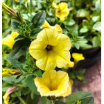 Supertunia Mini Vista Yellow Petunia żółta