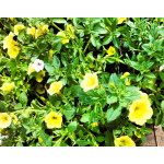 Supertunia Mini Vista Yellow petunia żółta