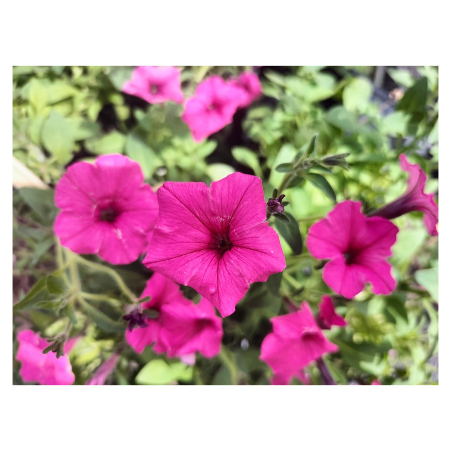 Supetunia Mini Vista Hot Pink Petunia różowa