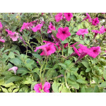 Supetrunia Mini Vista Hot Pink Petunia różowa