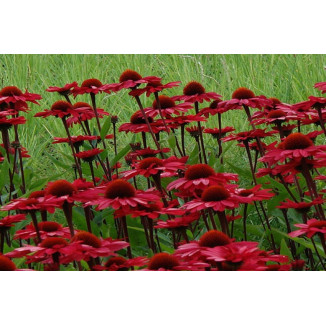 Echinacea SunSeekers Red...