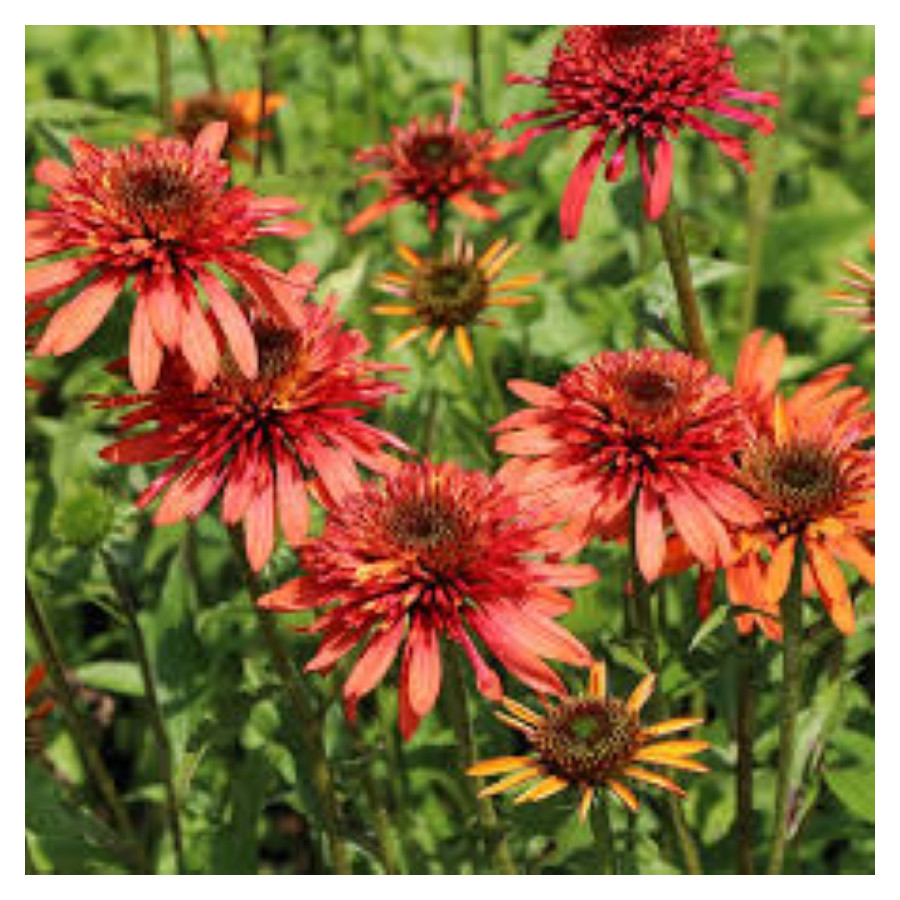 Echinacea irresistible