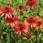 Echinacea irresistible