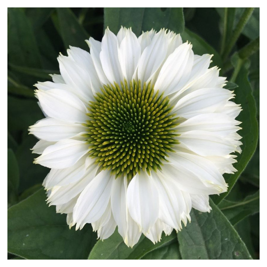 Echinacea SunSeekers White Perfection