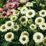 Echinacea SunSeekers White Perfection
