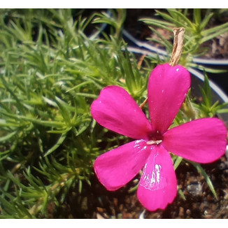 Phlox douglasii Ochsenblut...