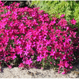 Phlox douglasii Ochsenblut...