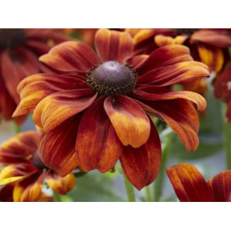 Rudbeckia SmileyZ Loving...