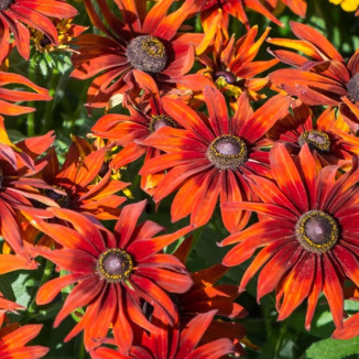 Rudbeckia SmileyZ Loving...