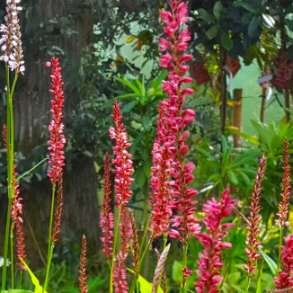 Persicaria amplexicaulis...