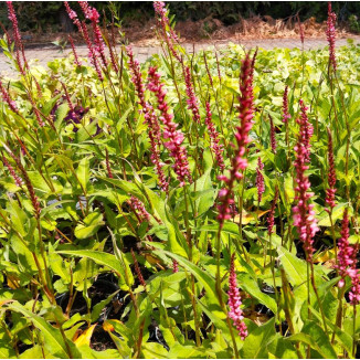 Persicaria amplexicaulis...