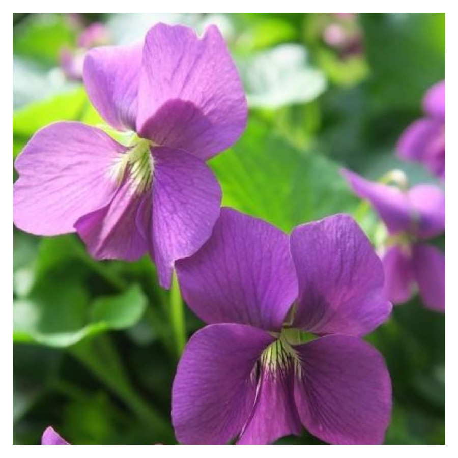 Viola hybrida Red Cloud Fiołek