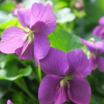 Viola hybrida Red Cloud Fiołek