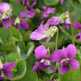 Viola hybrida Red Cloud Fiołek