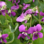 Viola hybrida Red Cloud Fiołek