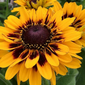 Rudbeckia SmileyZ Tiger...