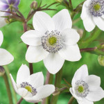 Anemone Leveillei Zawilec