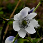 Anemone Leveillei Zawilec