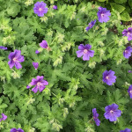 Geranium clarkei Kashmir Purple