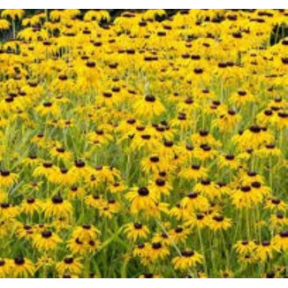 Rudbeckia fulgida Goldsturm Rudbekia błyskotliwa- Rośliny od Ogrodnika Szkółka Barcikowscy