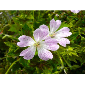 Geranium oxonianum...