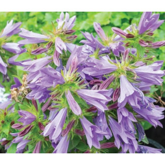 Campanula Hybrida Viking